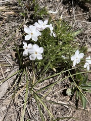 Phlox multiflora