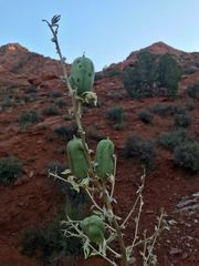 Yucca utahensis