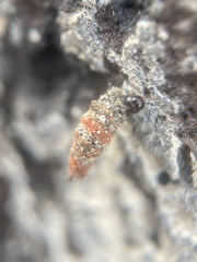 Luffia ferchaultella