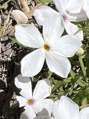 Phlox multiflora
