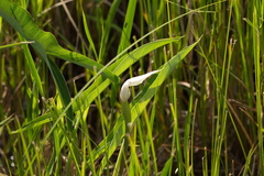 Peltandra sagittifolia