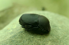 Canthon pilularius