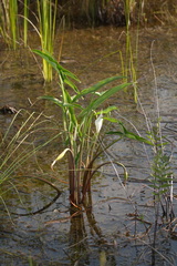 Peltandra sagittifolia