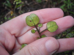Coprosma spathulata spathulata