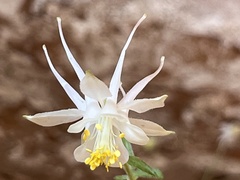 Aquilegia micrantha