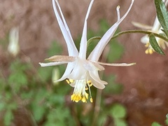 Aquilegia micrantha