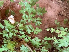 Aquilegia micrantha