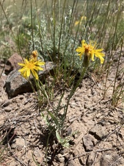 Crepis modocensis