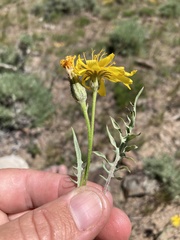 Crepis modocensis