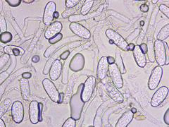 Erysiphe cruciferarum