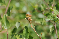 Ceanothus sanguineus