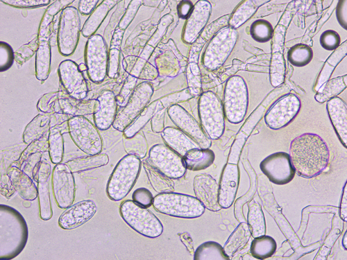 Erysiphe alliariicola