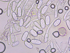 Erysiphe cruciferarum