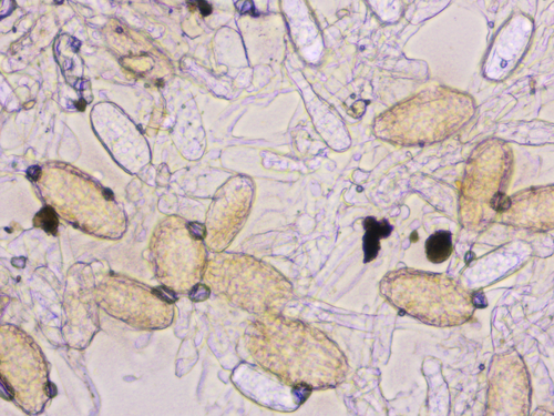 Erysiphe alliariicola
