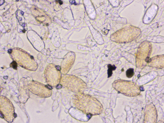 Erysiphe cruciferarum