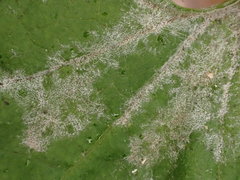 Erysiphe cruciferarum