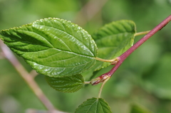 Ceanothus sanguineus
