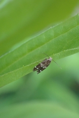 Gelechioidea