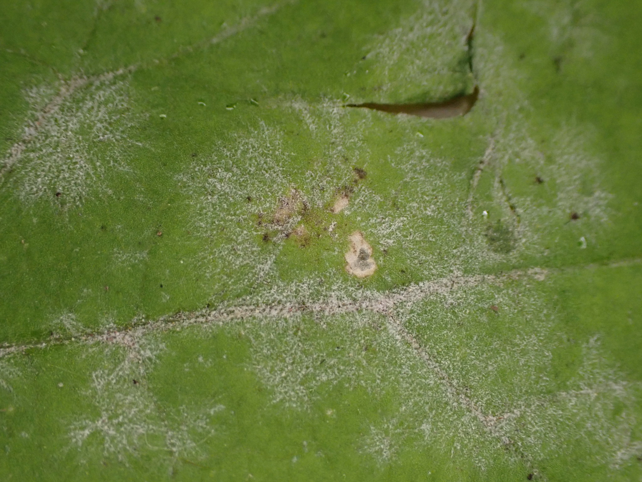 Erysiphe cruciferarum Opiz ex L.Junell