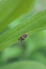 Gelechioidea