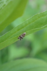 Gelechioidea
