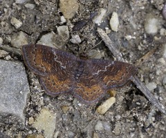 Leptostales rubromarginaria