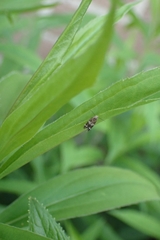 Gelechioidea