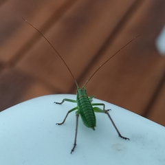 Ephippiger terrestris