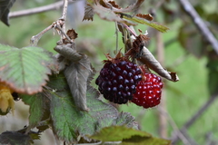 Rubus hawaiensis