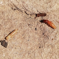 Incisitermes