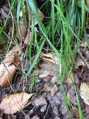 Carex laxiflora