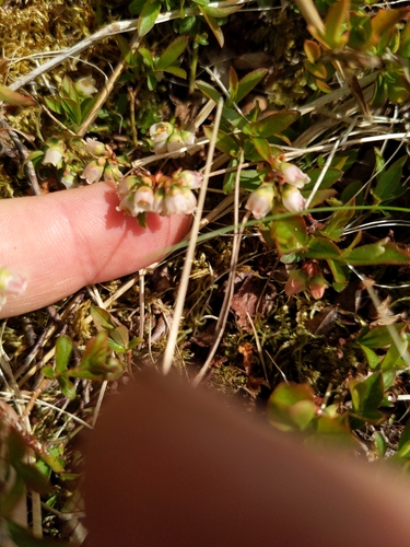 Image of Vaccinium boreale by (c) Tyler Smith, some rights reserved (CC BY-SA)