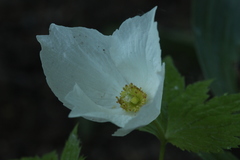 Glaucidium palmatum