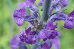 Closterotomus trivialis