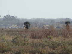 Trithrinax campestris