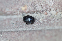 Atholus duodecimstriatus