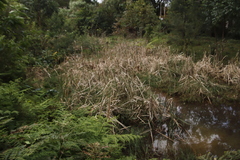 Typha capensis