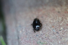 Atholus duodecimstriatus