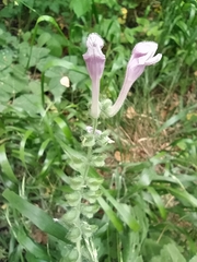 Scutellaria columnae