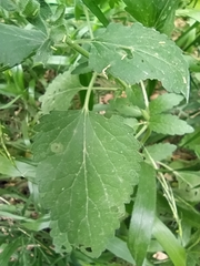 Scutellaria columnae
