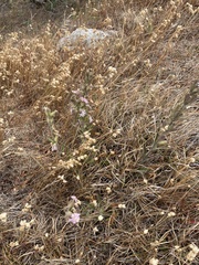 Silene scouleri scouleri