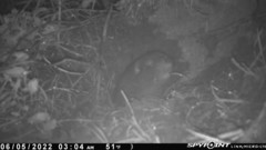 Aplodontia rufa nigra