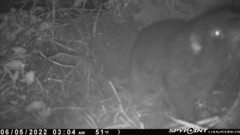 Aplodontia rufa nigra