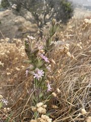 Silene scouleri scouleri