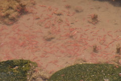 Halocaridina rubra