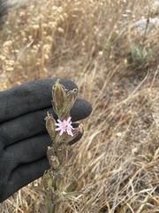 Silene scouleri scouleri