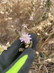 Silene scouleri scouleri