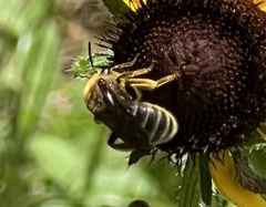Andrena rudbeckiae