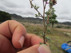 Dalea dorycnioides