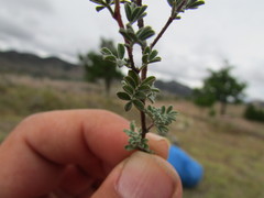 Dalea dorycnioides